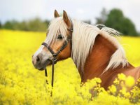 _25_beautiful-horse-wallpaper-with-girl_1426412434.jpg