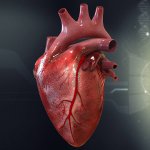 human_heart_cutaway_anatomy_3d_model_9f4ab00e-180a-4fe2-9e12-7d7618e9c59a.jpg