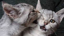 second-cat3.jpg