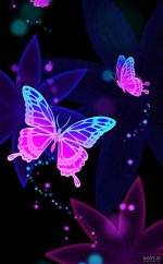 nody-عکس-پروانه-واقعی-1629784879.jpg
