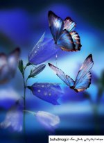 عکس-پروفایل-شیک-پروانه-با-کیفیت.jpg