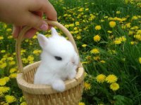 just-keep-training-rabbits2.jpg