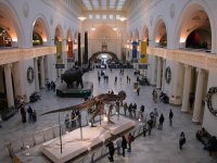 field_museum_of_natural_history.jpg