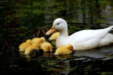duck-baby-swming.jpg