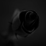 275438_299.jpg