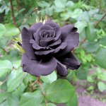 275423_742.jpg