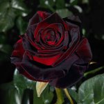 275440_299.jpg