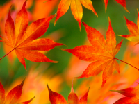 iPhone 3 Wallpaper 15.png