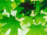 iPhone 3 Wallpaper 16.png