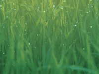 iPhone 5 Wallpaper 5.jpeg