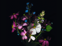 iPhone 6 Wallpaper 7.png