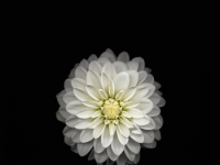 iPhone 6 Wallpaper 8.png