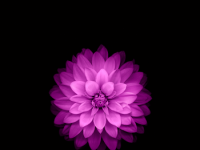 iPhone 6 Wallpaper 10.png