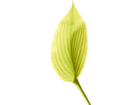 iPhone 6 Wallpaper 13.png