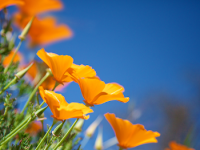 iPhone 6 Wallpaper 36.png