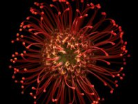 iPhone 6 Wallpaper 38.jpg