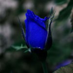 274633_815.jpg