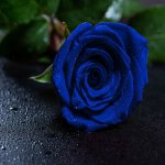 274623_827.jpg