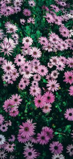 _ پس زمینه گلهای صورتی زیبا.jpg