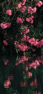 _ پس زمینه گل گلی صورتی.jpg