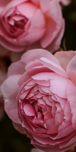 _ عکس گل رز صورتی برای تصویر زمینه.jpg