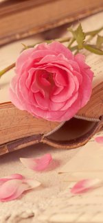 _ عکس گل صورتی برای پس زمینه.jpg