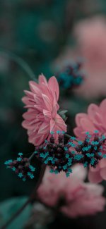 _ پس زمینه گل صورتی.jpg