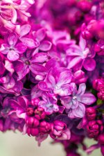 _ پس زمینه صورتی گلدار.jpg