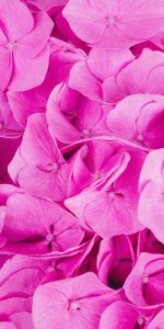 _ پس زمینه گل صورتی زیبا.jpg