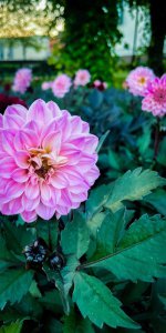 _ عکس پس زمینه گل های صورتی.jpg