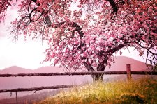 spring-nature-new-8.jpg