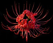 Red_Spider_Lily----Lycoris_radiata.jpg