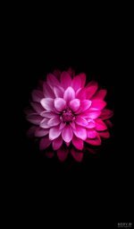 nody-عکس-مشکی-و-صورتی-1625128466.jpg