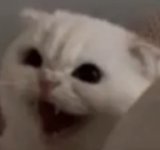 IMG_۲۰۲۴۰۳۲۶_۱۹۴۹۱۲.jpg IMG_۲۰۲۴۰۳۲۶_۱۹۴۹۱۲.jpg