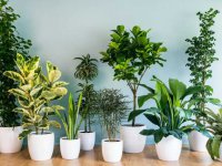 02-apartmant-plants-768x576.jpg