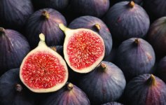 figs-7.jpg figs-7.jpg