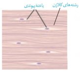 بافت-پیوندی-متراکم.jpg