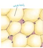 بافت-چربی.jpg