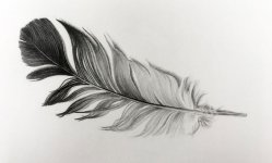 drawingofafeather.jpg