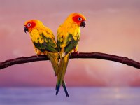 parrot-HD-wallpaper-download-5.jpg