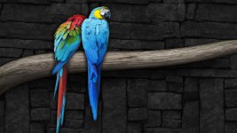 parrot-HD-wallpaper-download-3.jpg