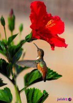 ۲۵-عکس-گل-و-پرنده-های-زیبا-و-ناز-برای.jpg