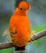 beautiful1-strange-birds2.jpg