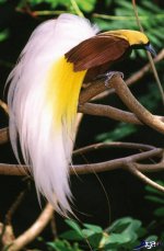 Paradisaeidae-21.jpg