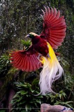Paradisaeidae-24.jpg