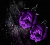 purple_1576604286_5df9127edefa4_3.jpg