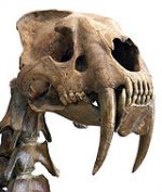 160px-Smilodon_head.jpg