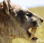 smilodon_bbc2-1.jpg