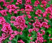 خواص-سنبل-الطیب.jpg خواص-سنبل-الطیب.jpg