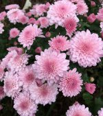 عکس-گل-داوودی.jpg عکس-گل-داوودی.jpg